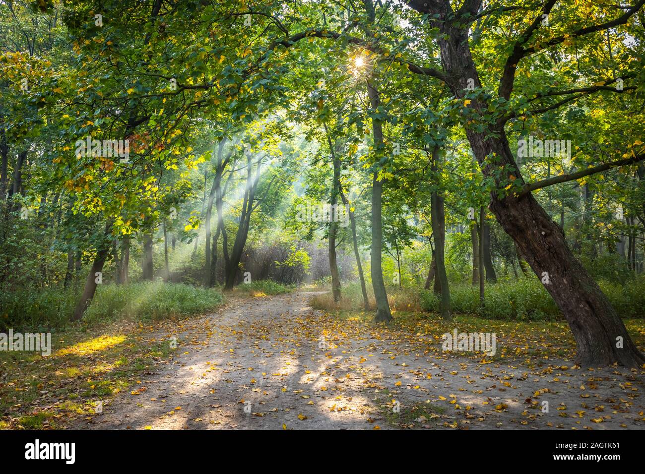 Walking path through a park illuminated by wonderful sun beams – stock image Stock Photo