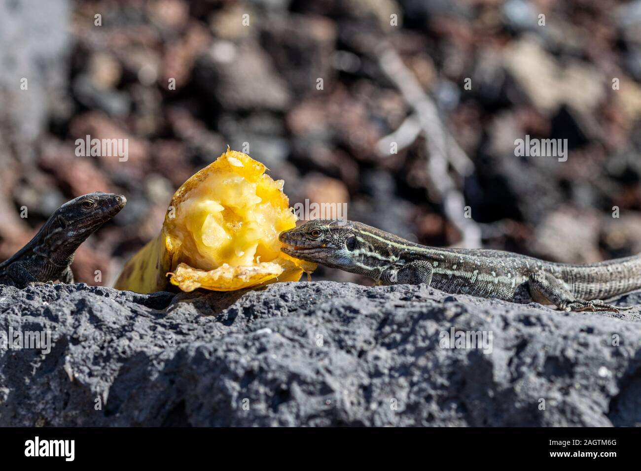 La Palma wall lizards (gallotia galloti palmae) eating discarded banana on volcanic rock. The