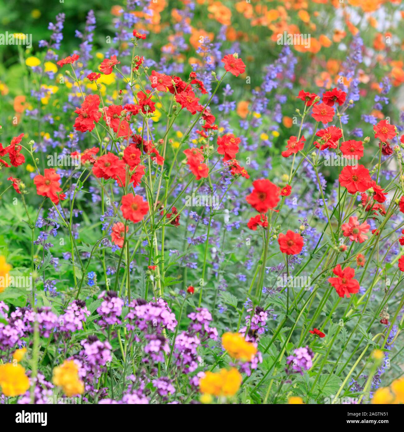Wildflower meadow, england colourful hires stock photography and