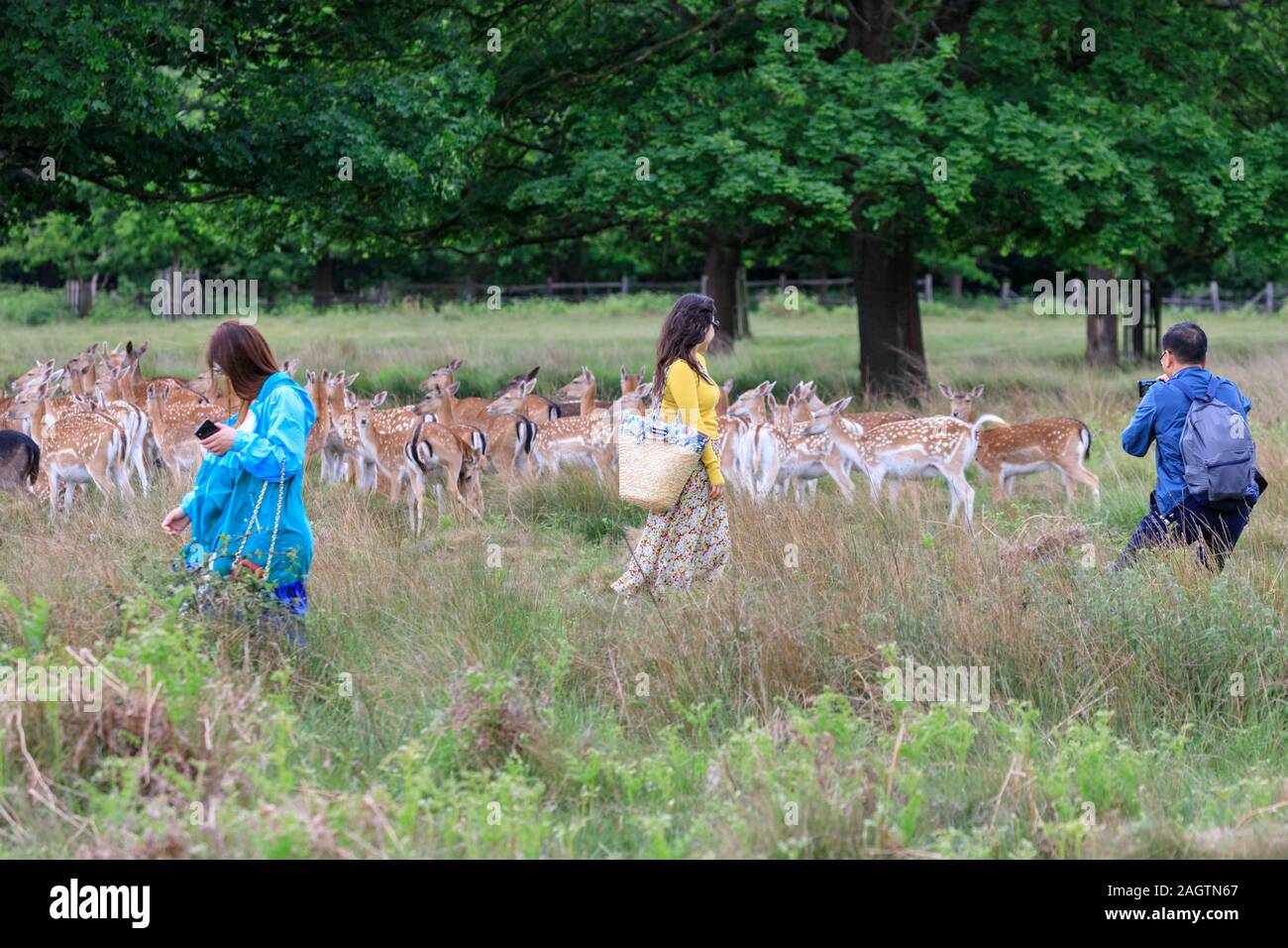 Deer Using Phone Deer photos hi-res stock photography and images - Alamy