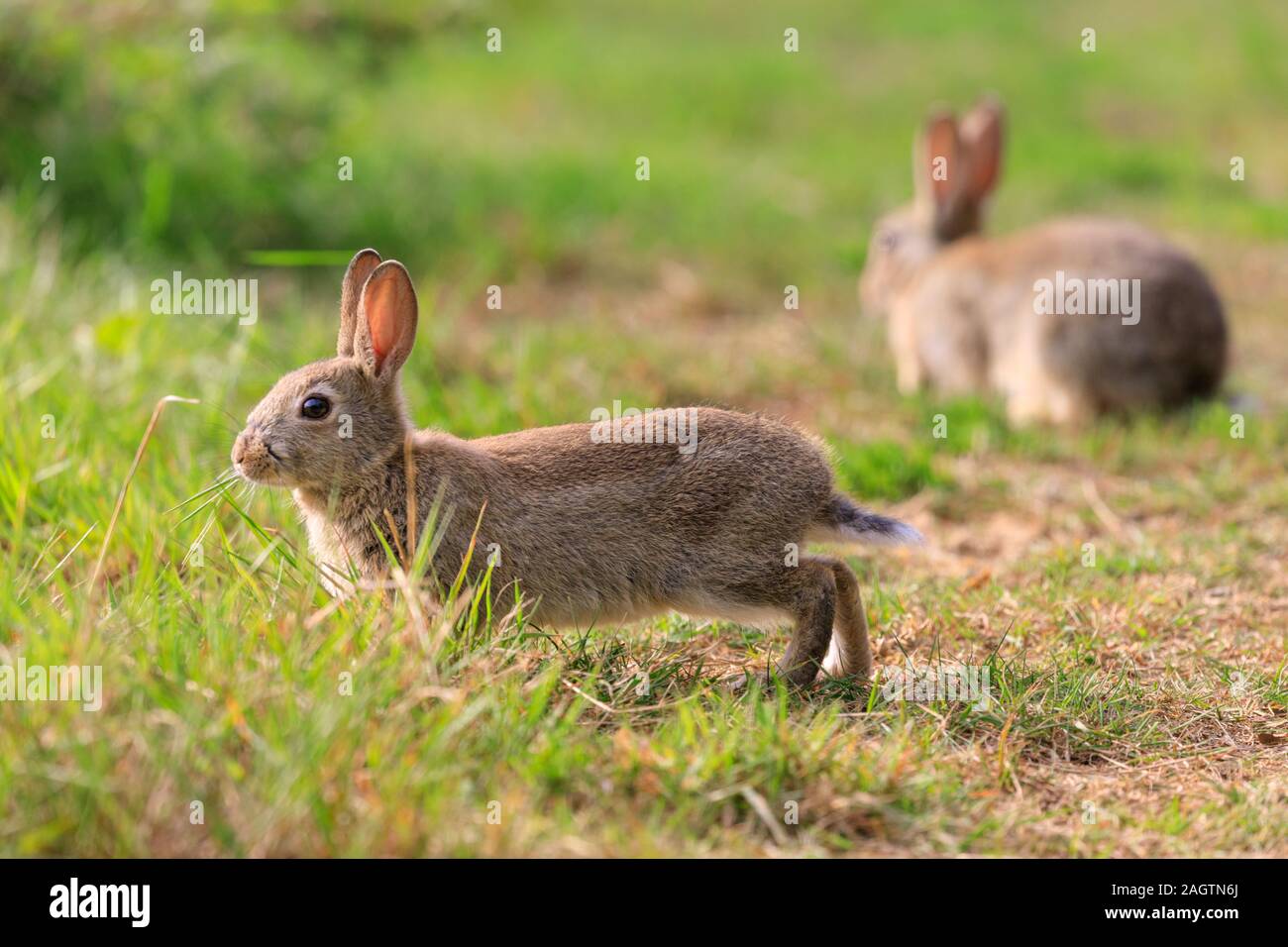 Rabbit uk urban animal hi-res stock photography and images - Alamy