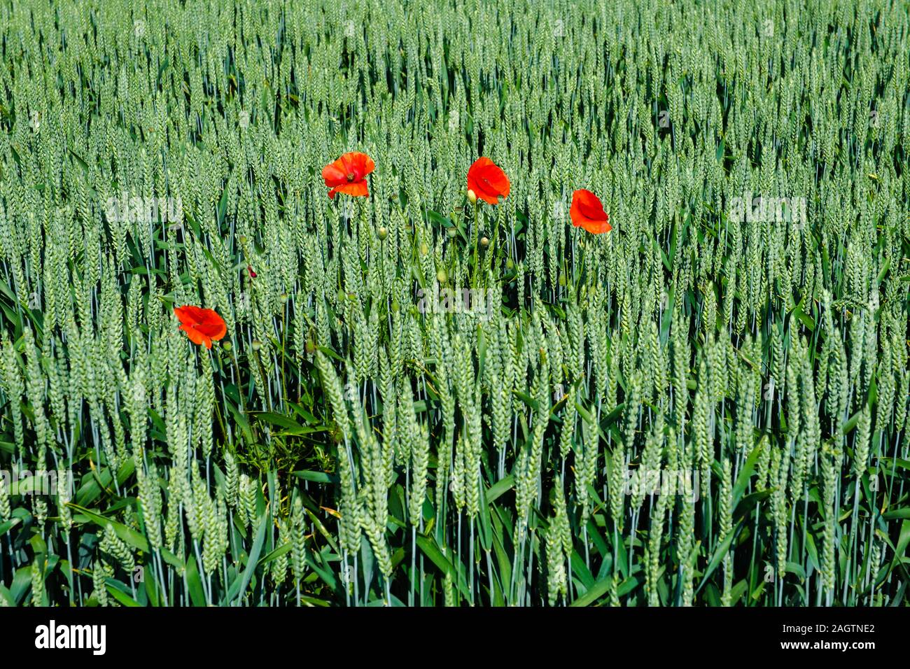 Four beautiful red poppies in the middle of a green wheat field. The ...