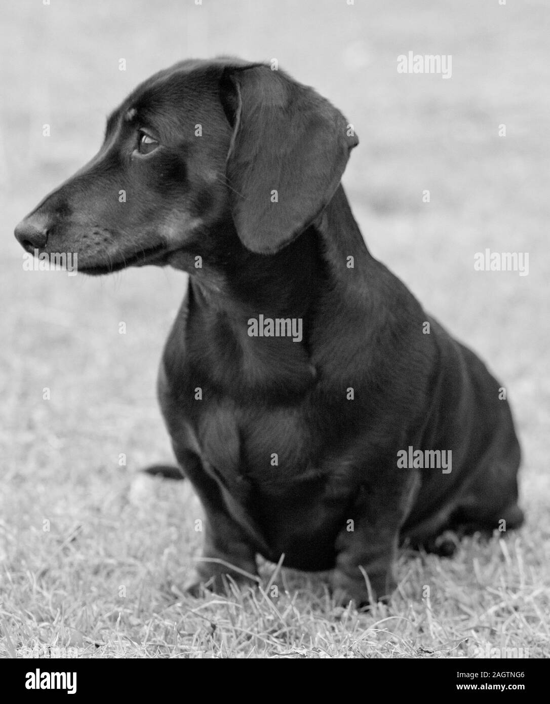 Dachshund Black and White Stock Photos & Images Alamy