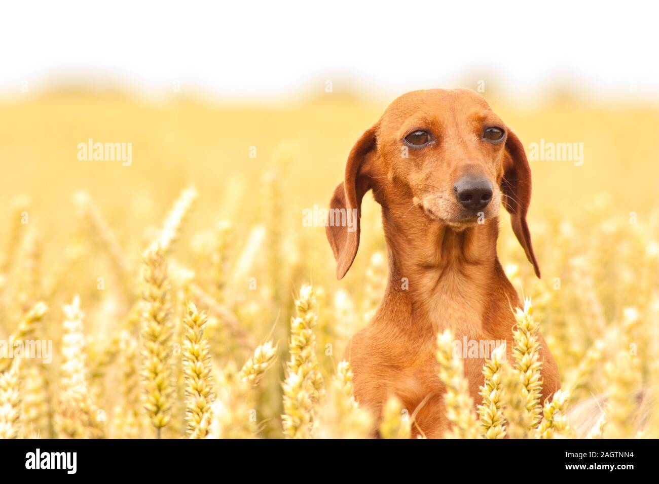 The wonderful breed of the Miniature Dachshund, dog Stock Photo - Alamy