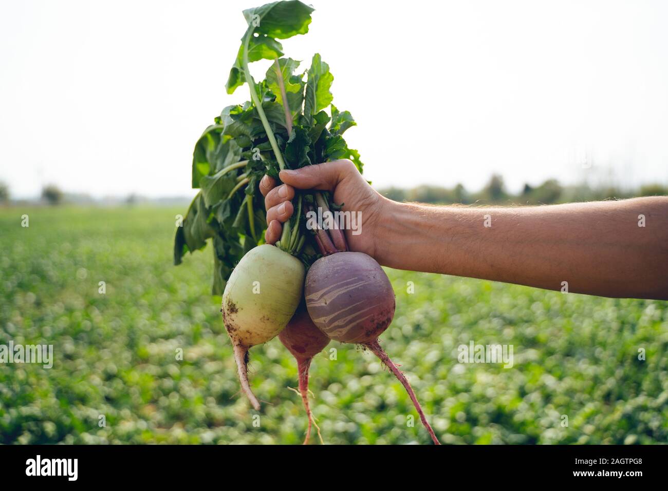 Farmer holding harvested radish, close up of hand with root vegetable Stock Photo