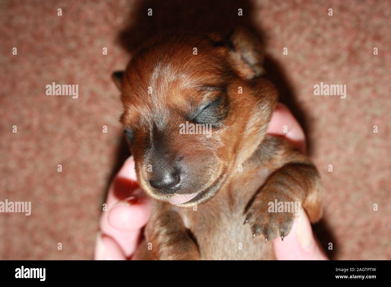 One of the most enjoyable dog breeds, the Miniature Dachshund Stock