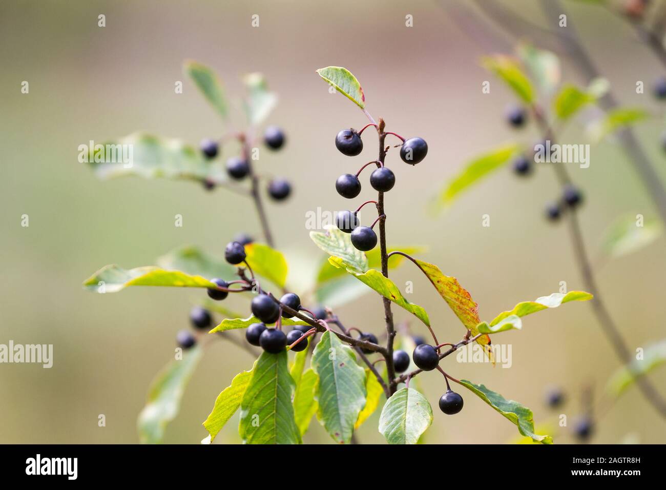 Frangula alnus, commonly known as the alder buckthorn, glossy buckthorn, or breaking buckthorn   in natural environment. Stock Photo