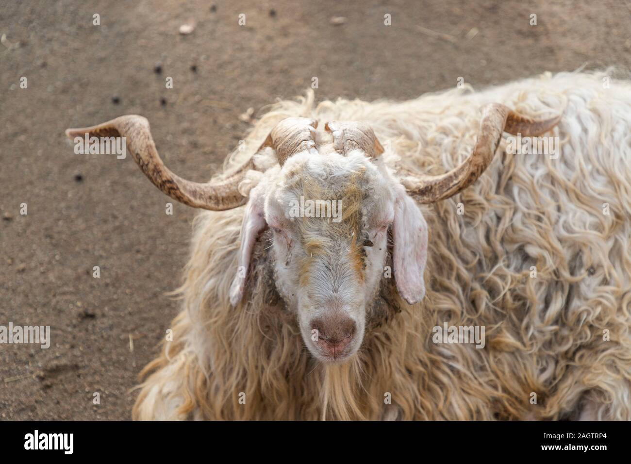 The Angora goat is a breed of domesticated goat, historically known as