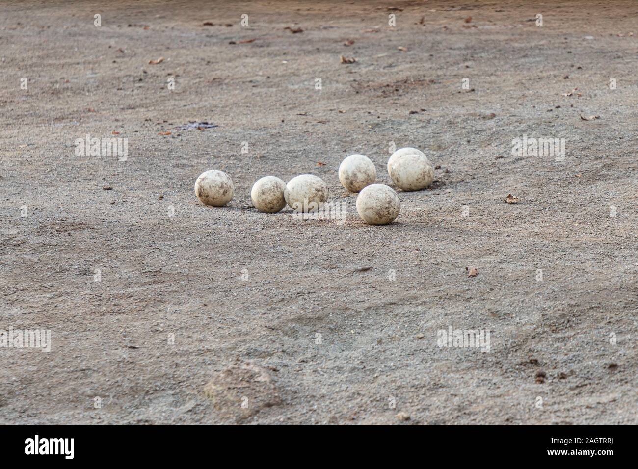 Ostrich eggs are standing in the nest Stock Photo