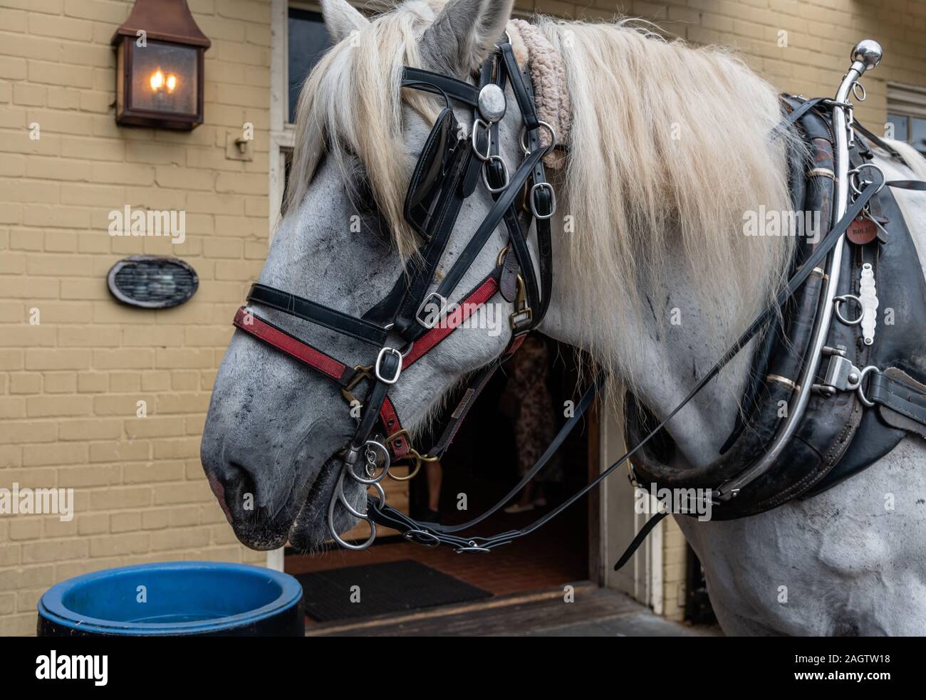 Closeup of the historic city tour carriage horse's head in Charleston