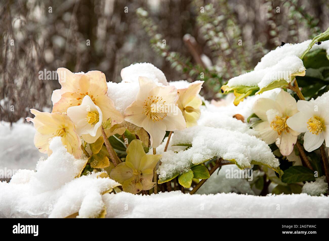 Snow-covered helleborus niger with a blurry hedgerow background by jziprian Stock Photo