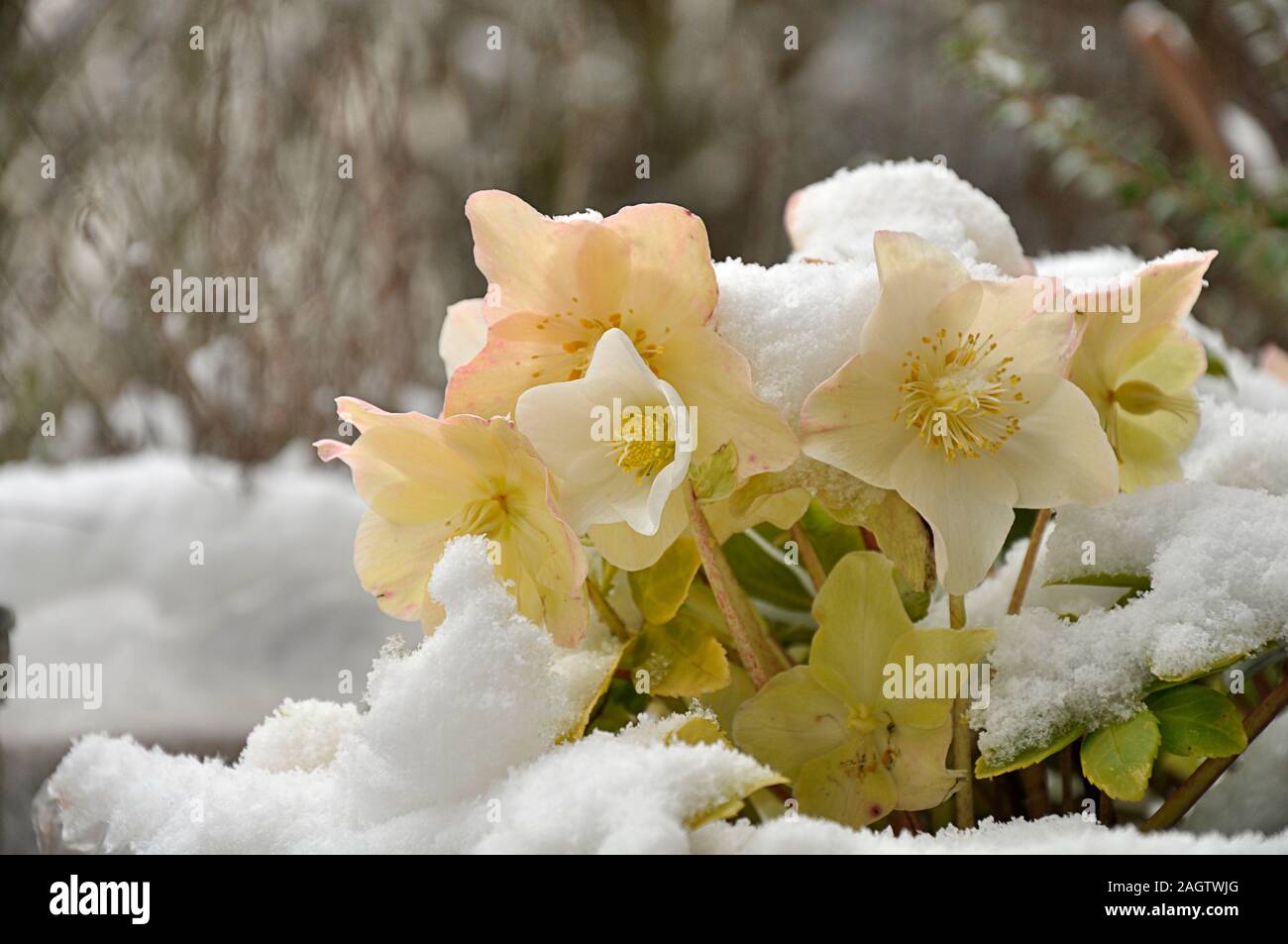 Close-up snow-covered helleborus niger with a blurry background by jziprian Stock Photo