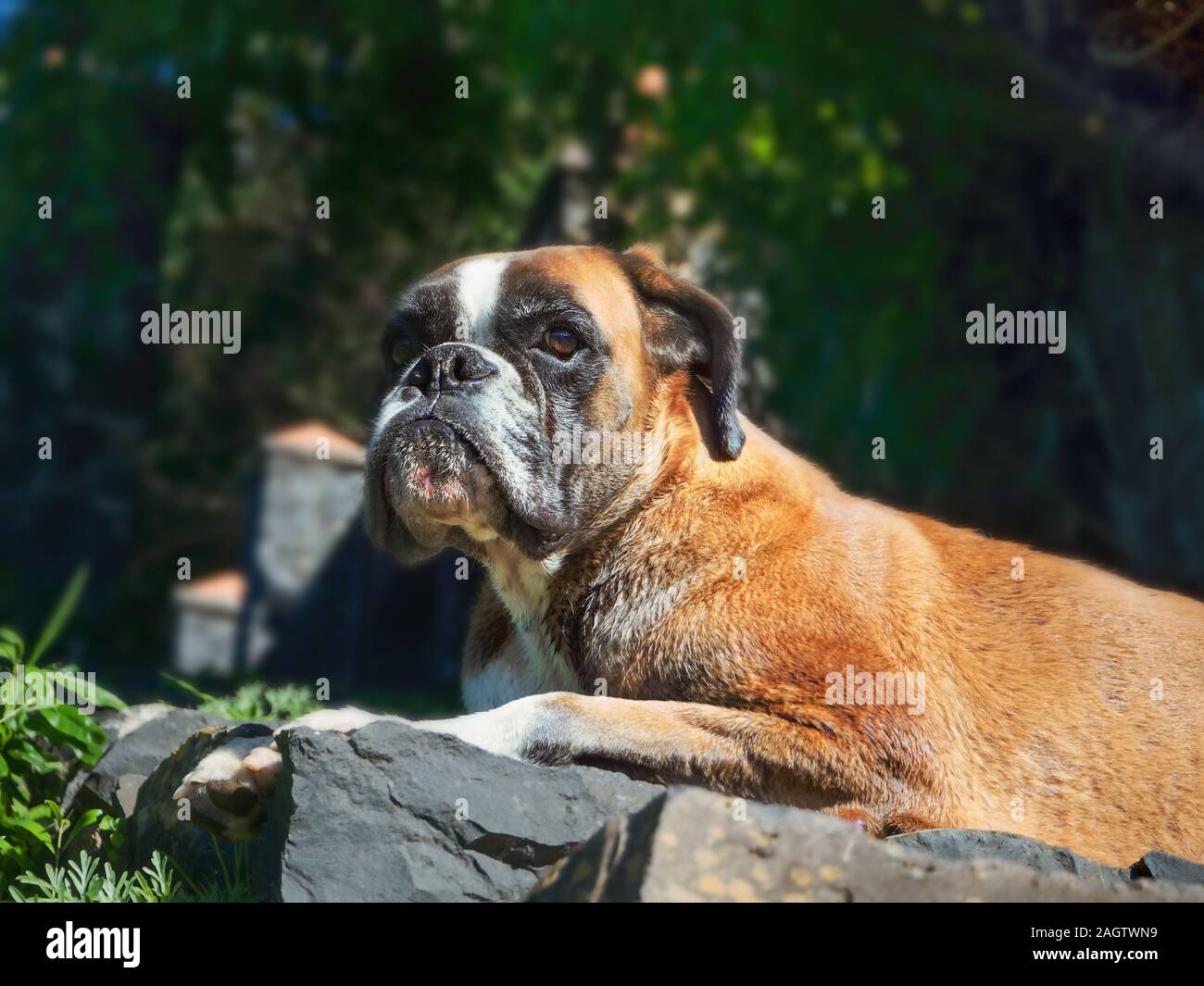 A lying adult dog of the breed "Boxer" in site view outside in nature in front of green bushes. He looks directly into the camera. Stock Photo