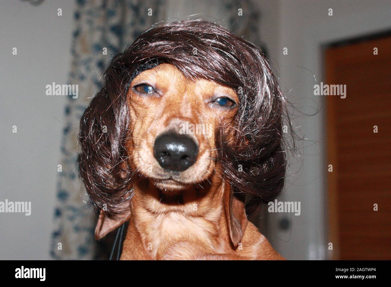 Miniature Dachshund clothing Stock Photo Alamy