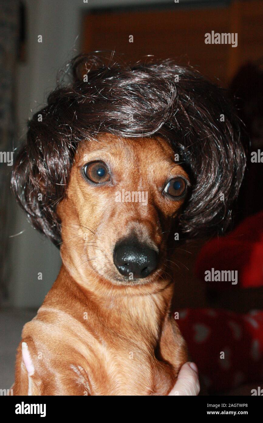 Miniature Dachshund clothing Stock Photo Alamy