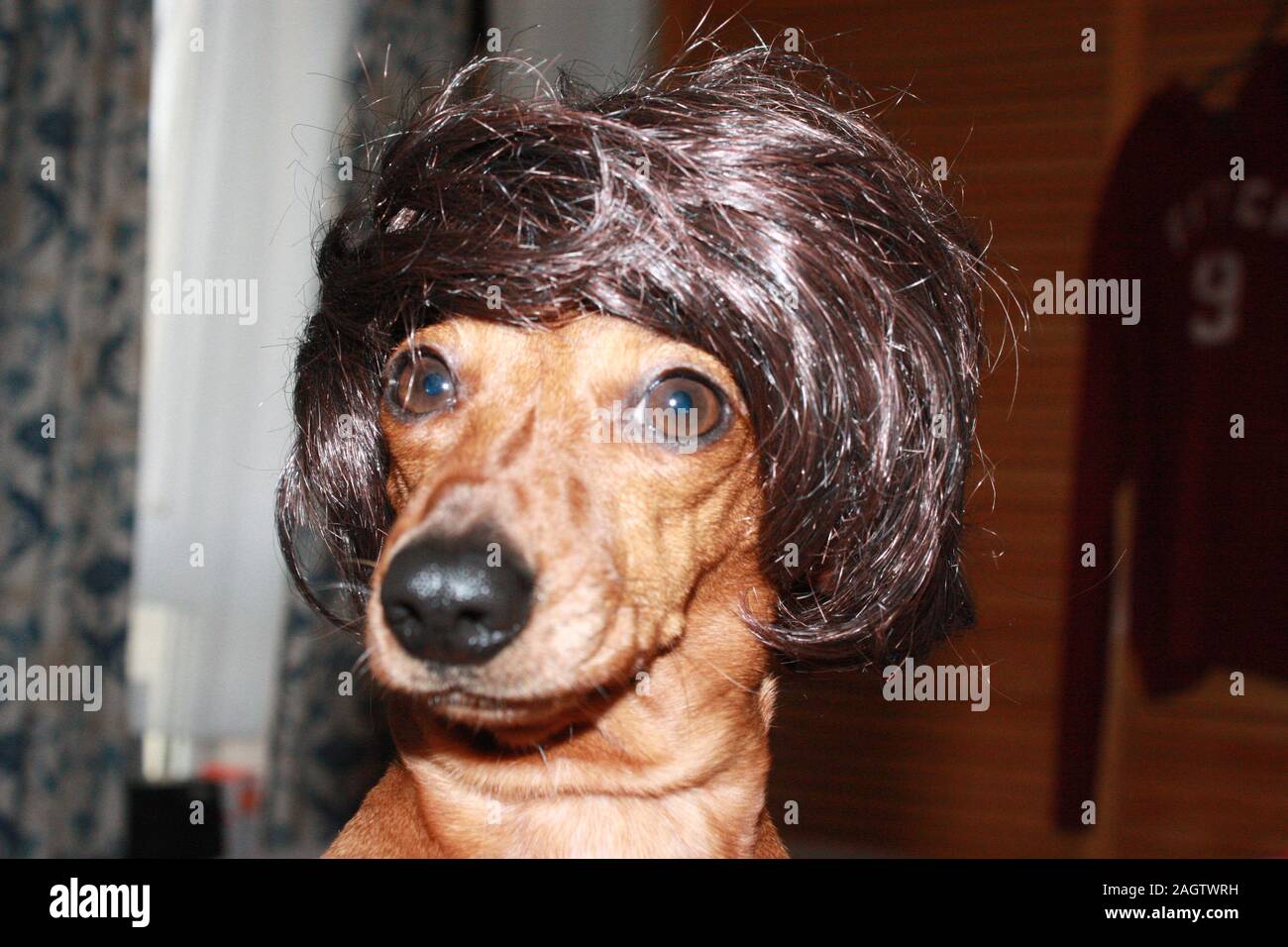 Miniature Dachshund clothing Stock Photo - Alamy