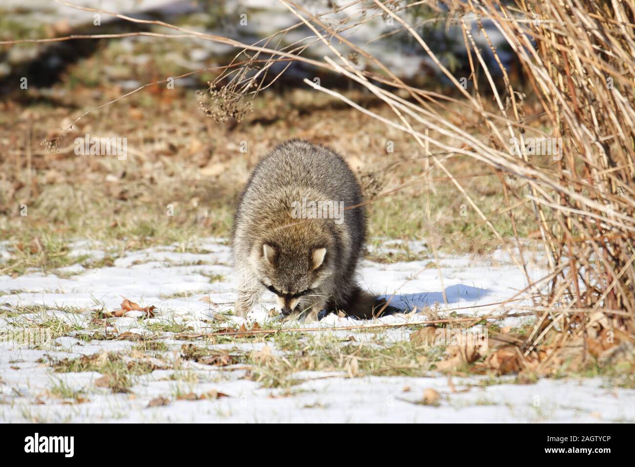 Rabid Raccoon foaming at the mouth. While this particular raccoon may