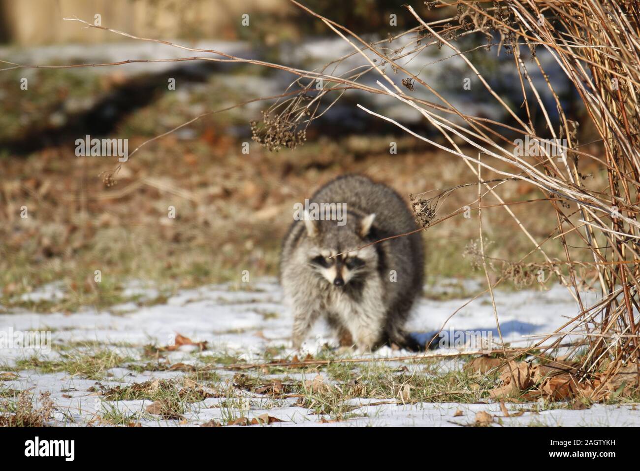 Rabies bats hires stock photography and images Alamy