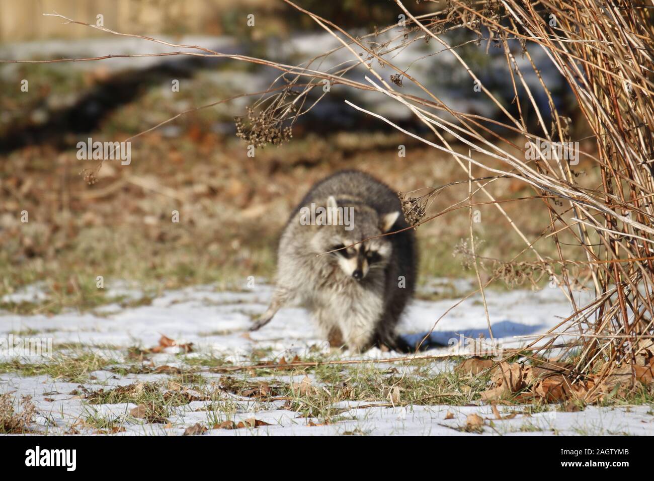Rabid Raccoon foaming at the mouth. While this particular raccoon may not  be rabid, a wet sick raccoon foaming at the mouth is a sign of rabies Stock  Photo - Alamy