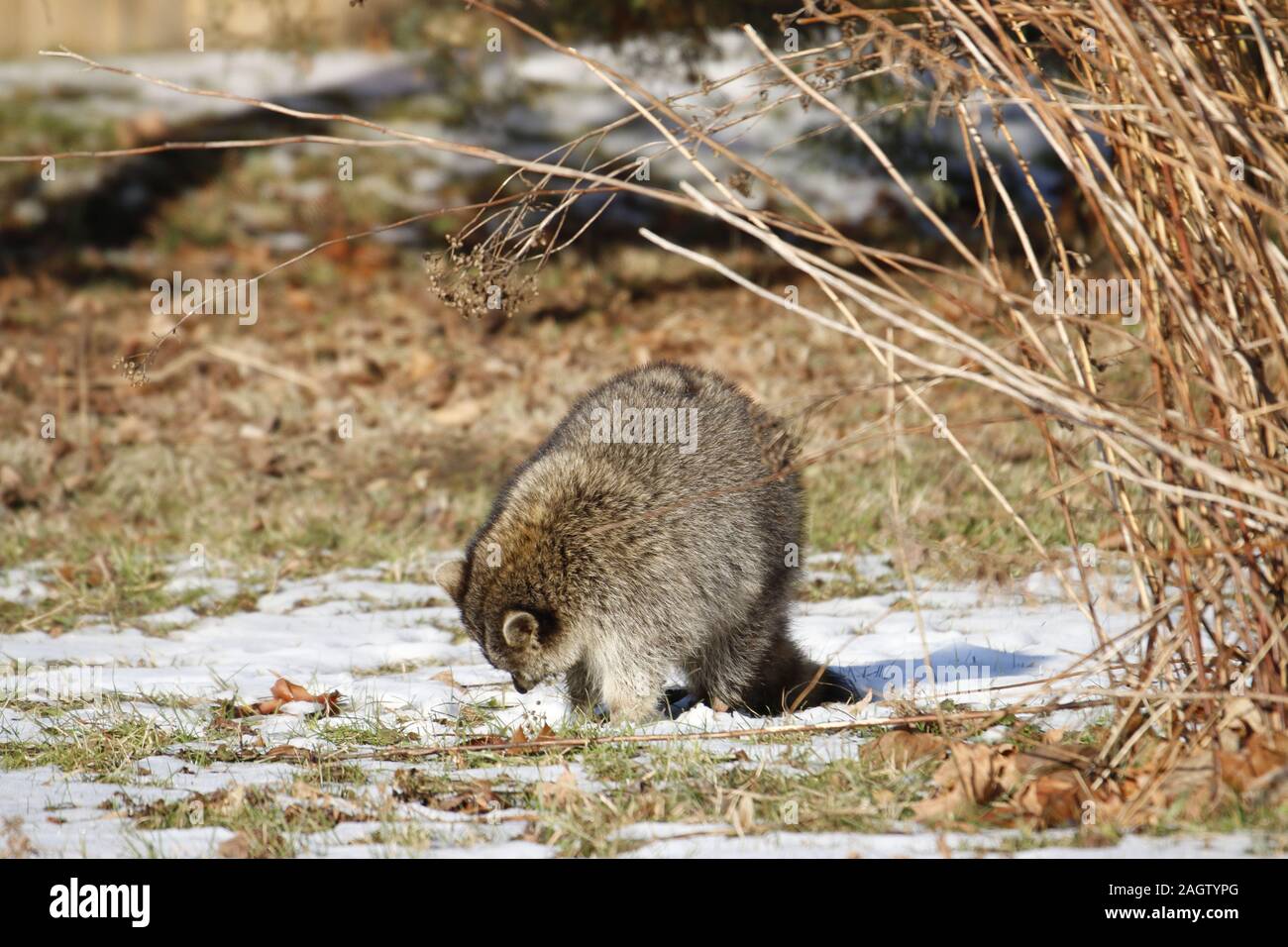 Foaming at the mouth hires stock photography and images Alamy