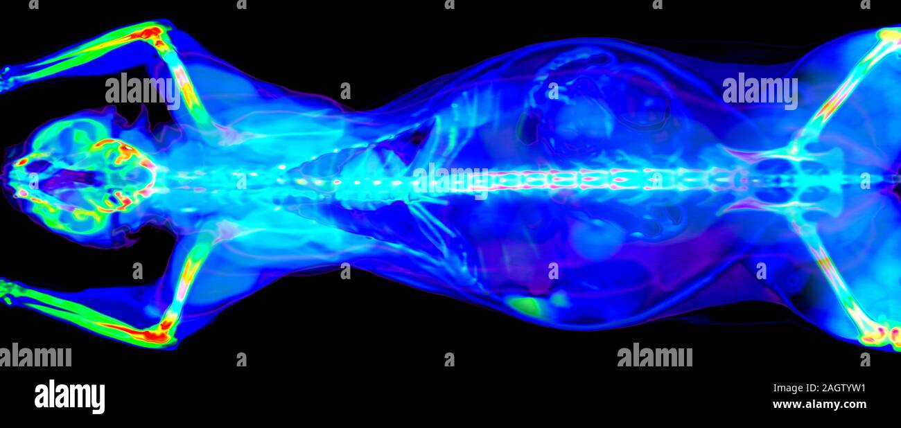 multi color CT scan of a cat pet on a black background. Oncologist veterinary diagnostic xray