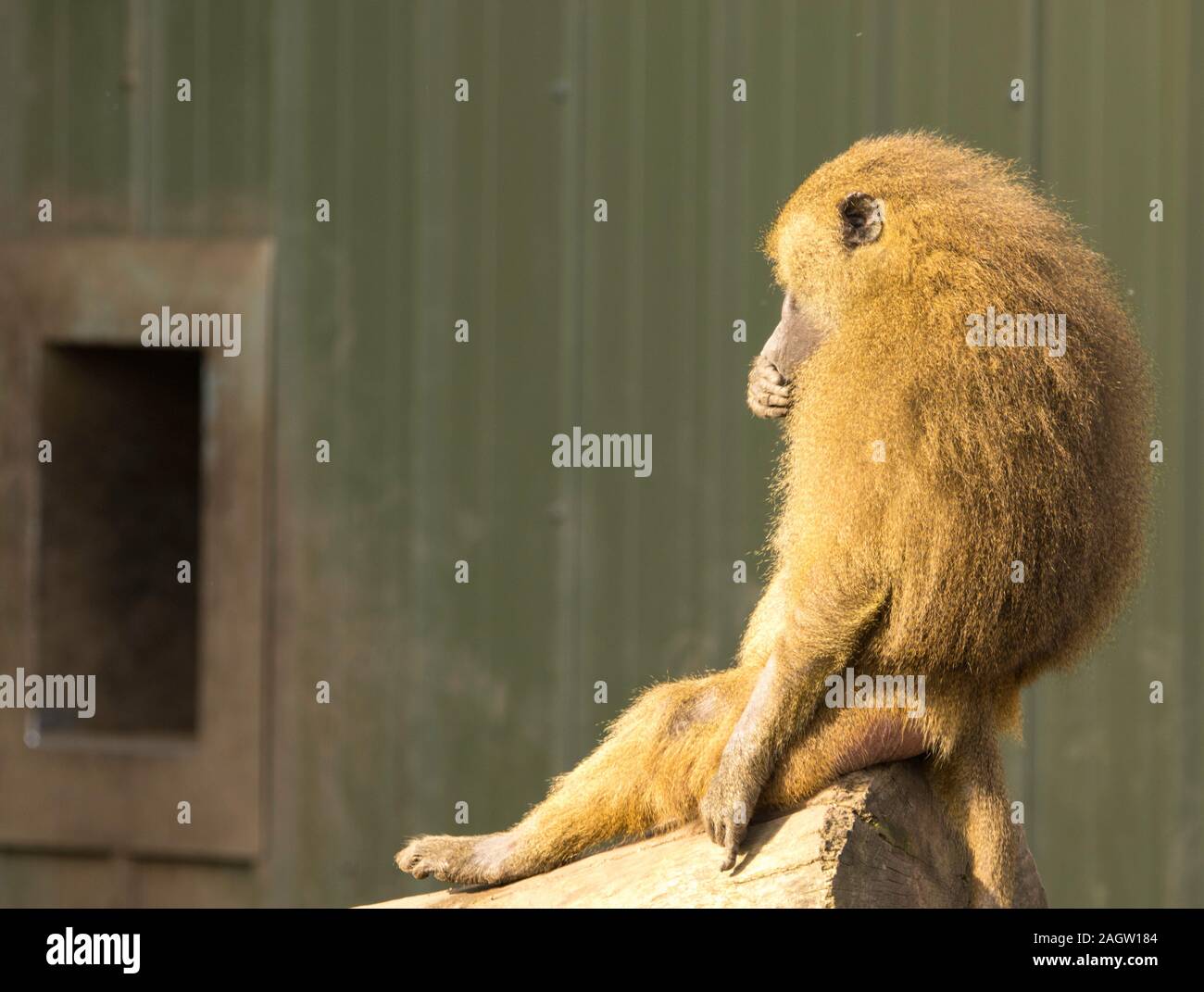 A very strong and intelligent primate, the Baboon Stock Photo Alamy