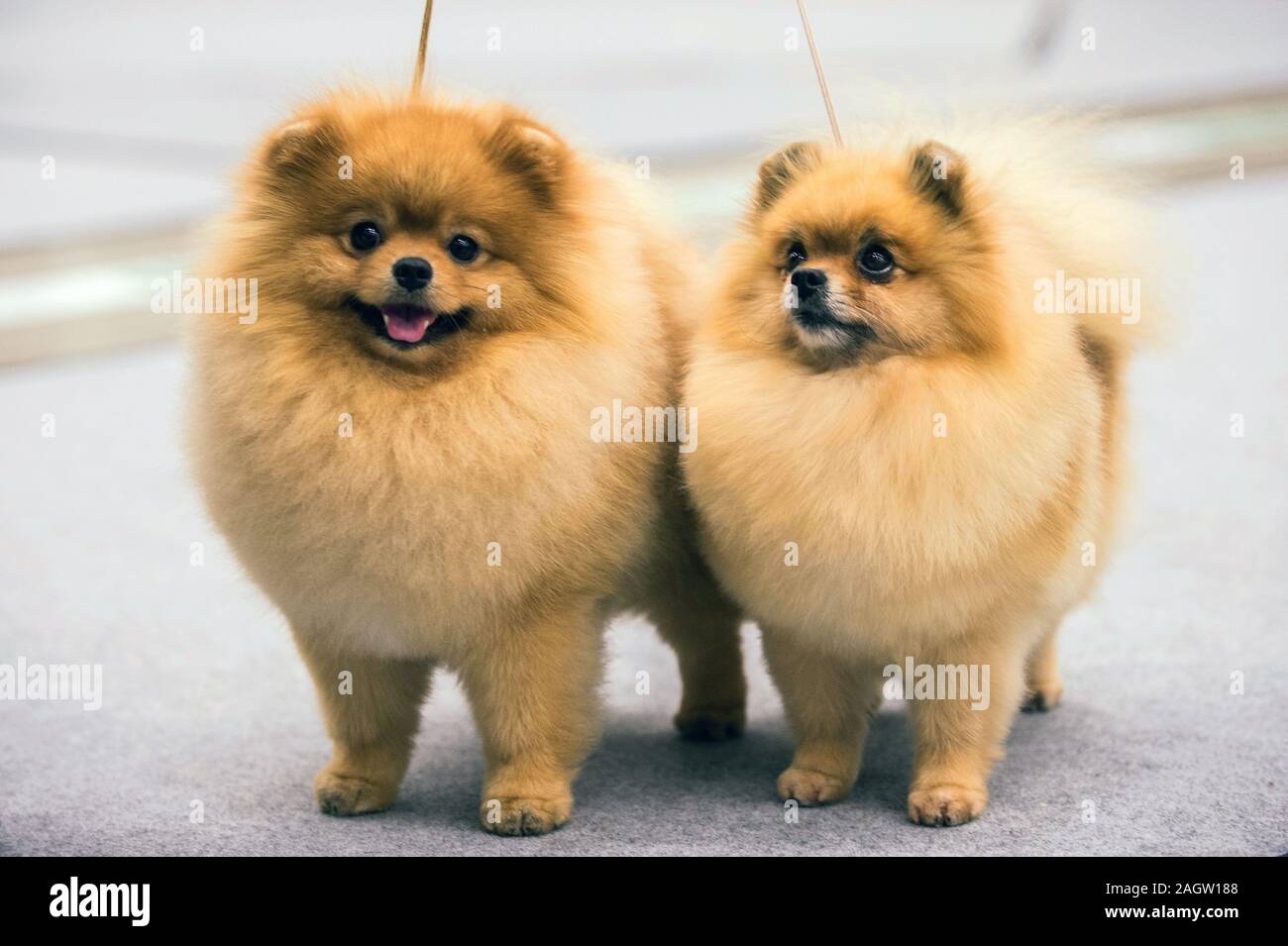 show pomeranian