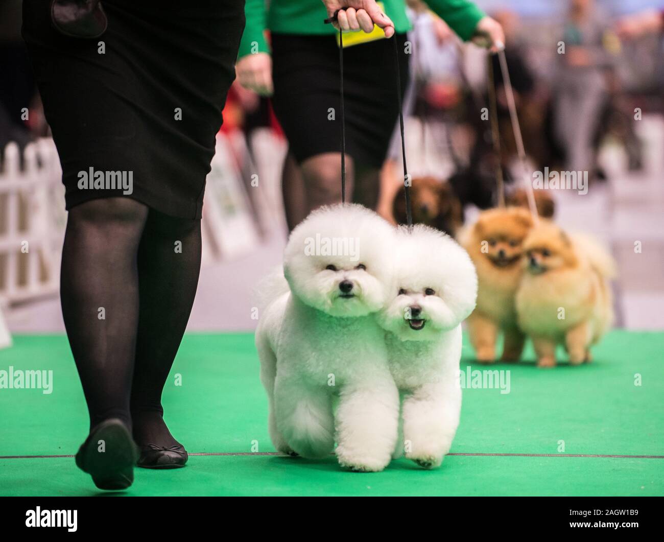 International dog hotsell show 2019