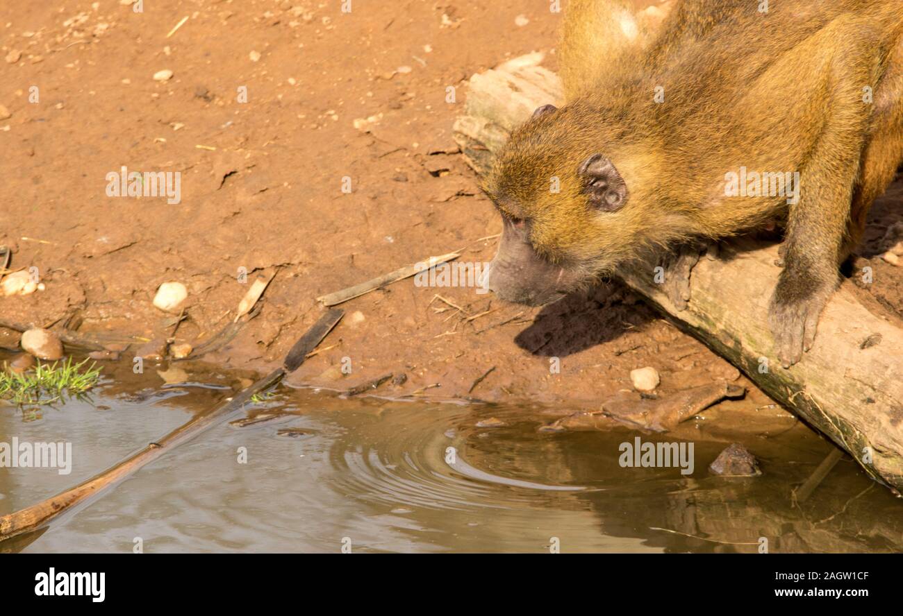 Most intelligent primate hires stock photography and images Alamy