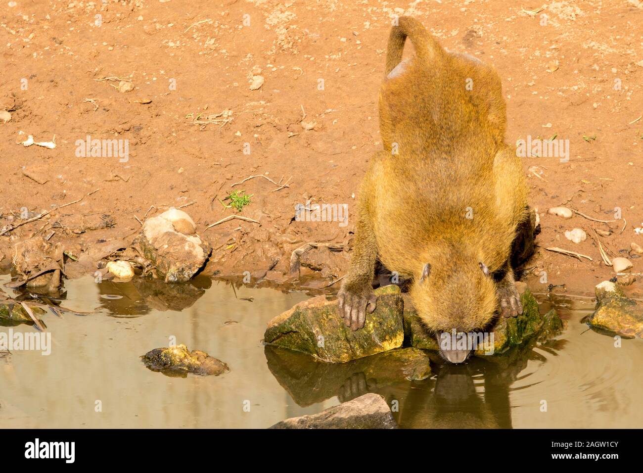 A very strong and intelligent primate, the Baboon Stock Photo Alamy