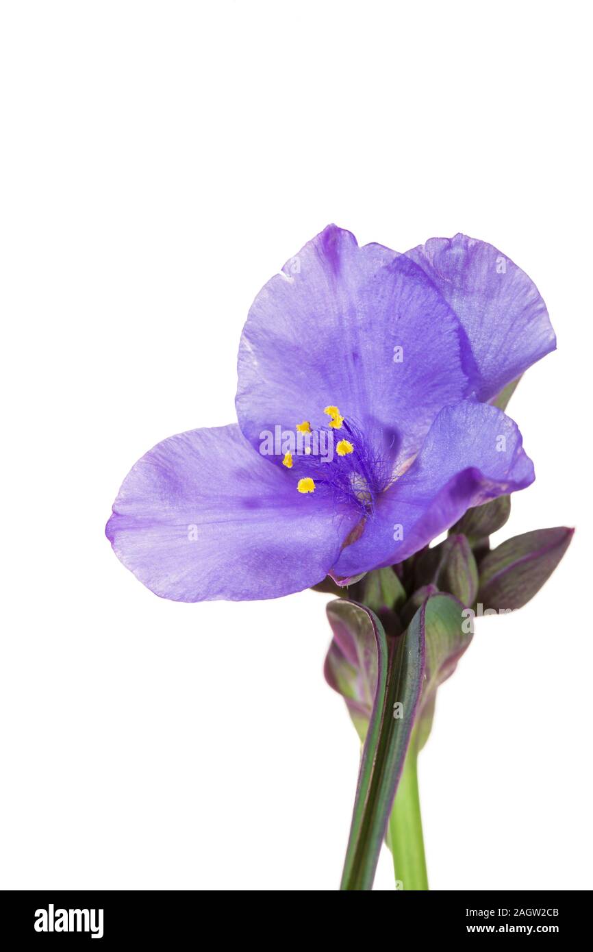 30099-00401 Virginia Spiderwort (Tradescantia virginiana) (high key white background) Marion Co. IL Stock Photo