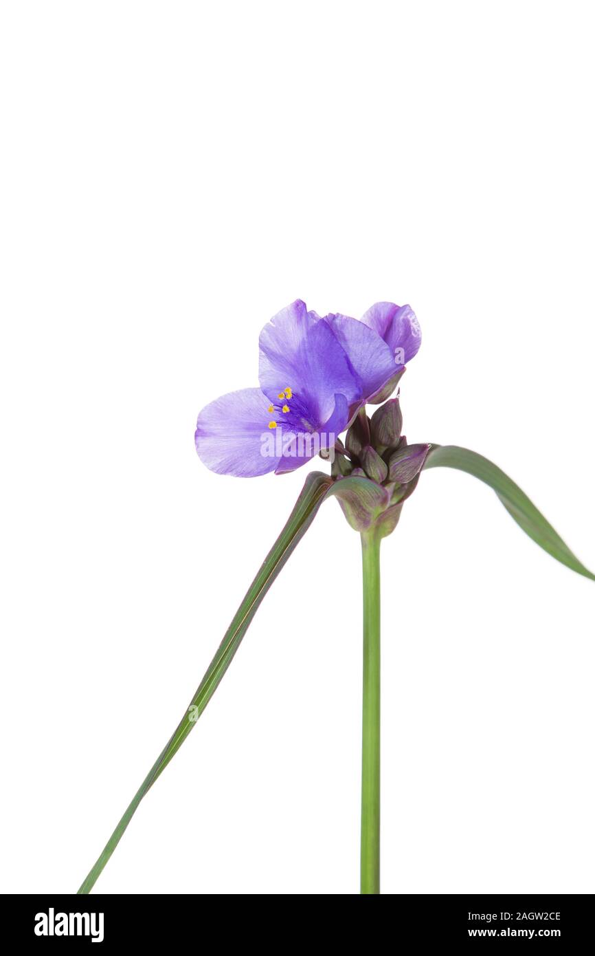 30099-00403 Virginia Spiderwort (Tradescantia virginiana) (high key white background) Marion Co. IL Stock Photo