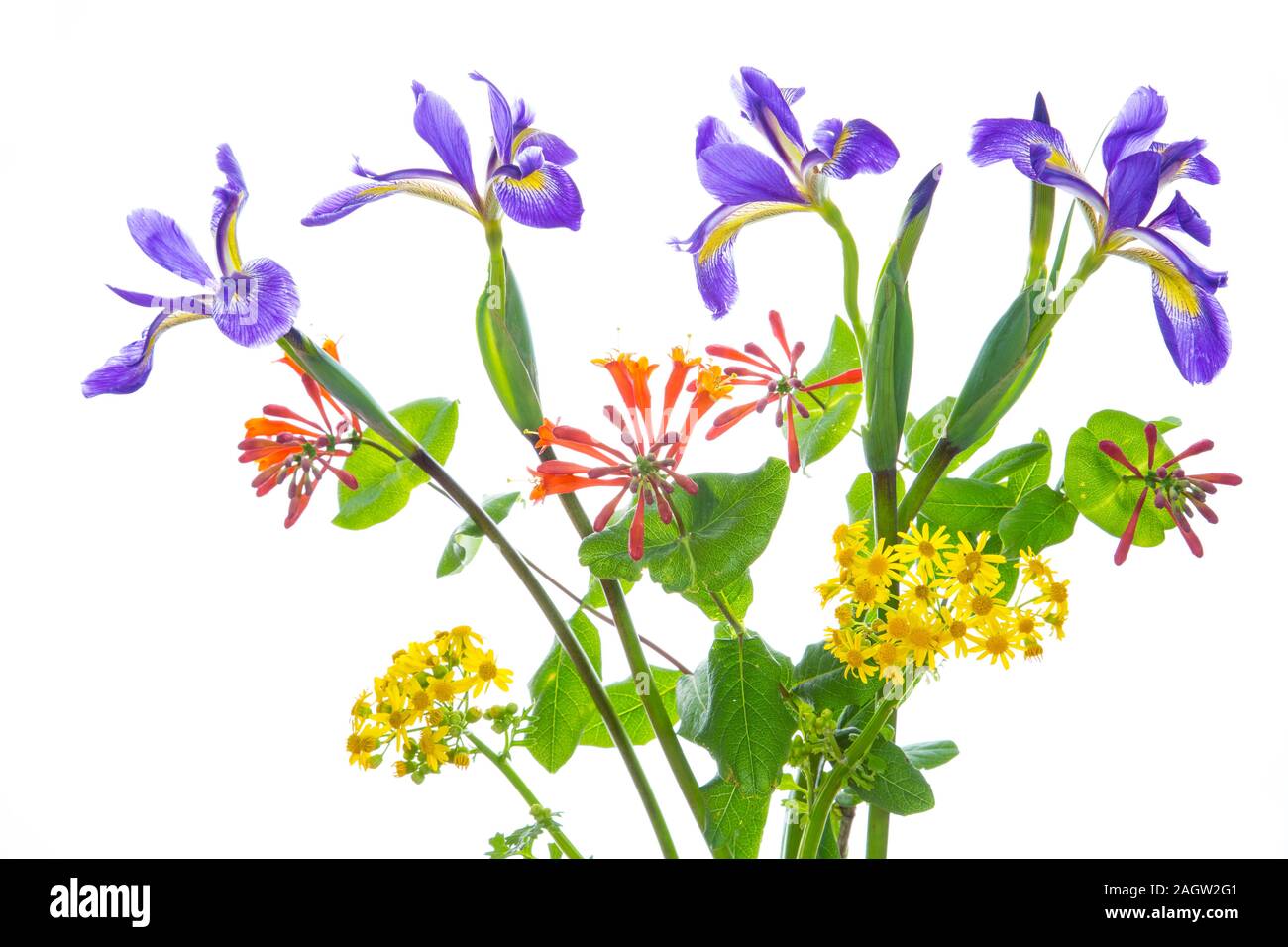 30099-00719 Blue Flag Iris, Dropmore Scarlet Honeysuckle & Butterweed (high key white background) Marion Co. IL Stock Photo