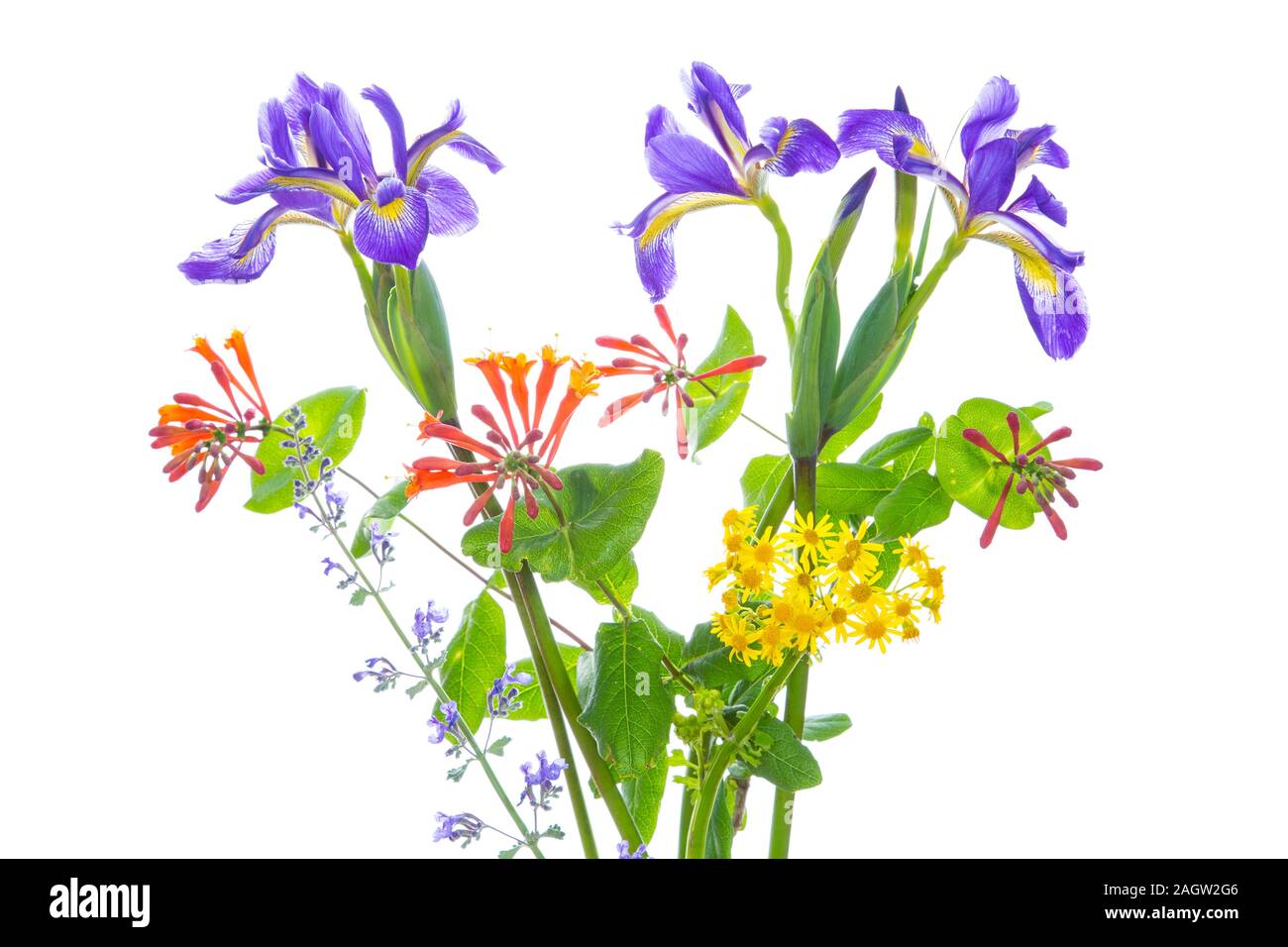 30099-00805 Blue Flag Iris, Dropmore Scarlet Honeysuckle, Russian Sage & Butterweed (high key white background) Marion Co. IL Stock Photo