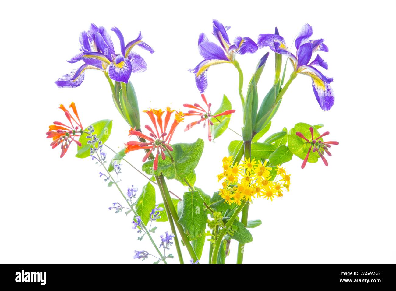 30099-00806 Blue Flag Iris, Dropmore Scarlet Honeysuckle, Russian Sage & Butterweed (high key white background) Marion Co. IL Stock Photo