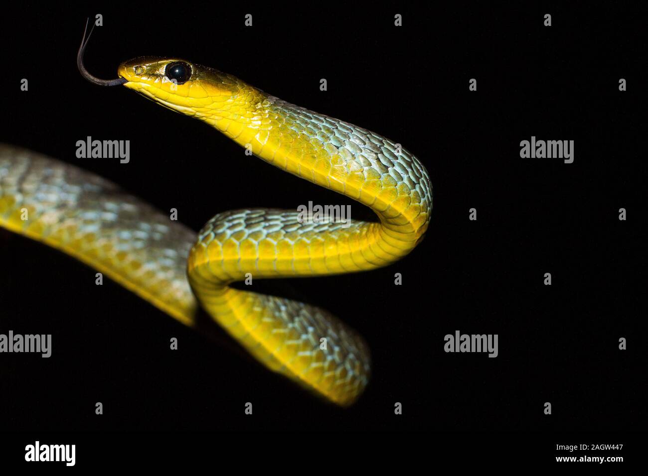Common Or Green Tree Snake Stock Photo 337383543 Alamy