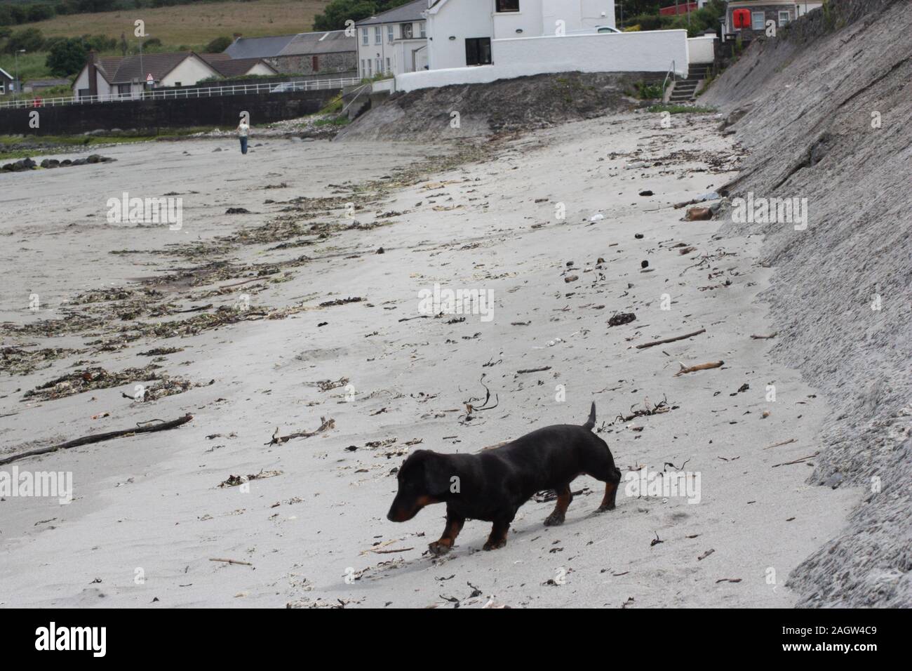 A Miniature Smooth Haired Dachshund Dog Stock Photo 337383769 Alamy
