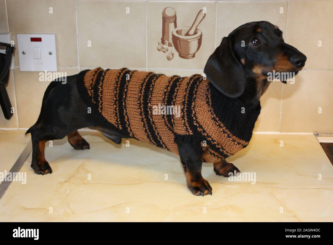 miniature dachshund clothes