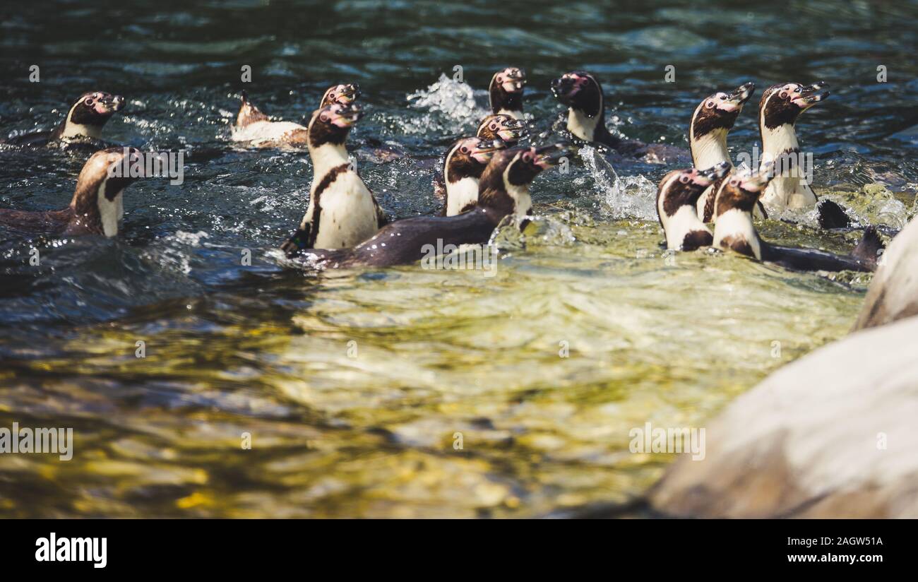Humboldt penguins at chester zoo 2019 Stock Photo - Alamy
