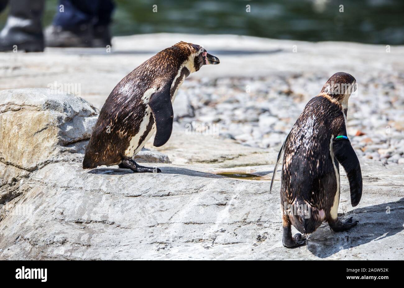 Humboldt penguins at chester zoo 2019 Stock Photo - Alamy