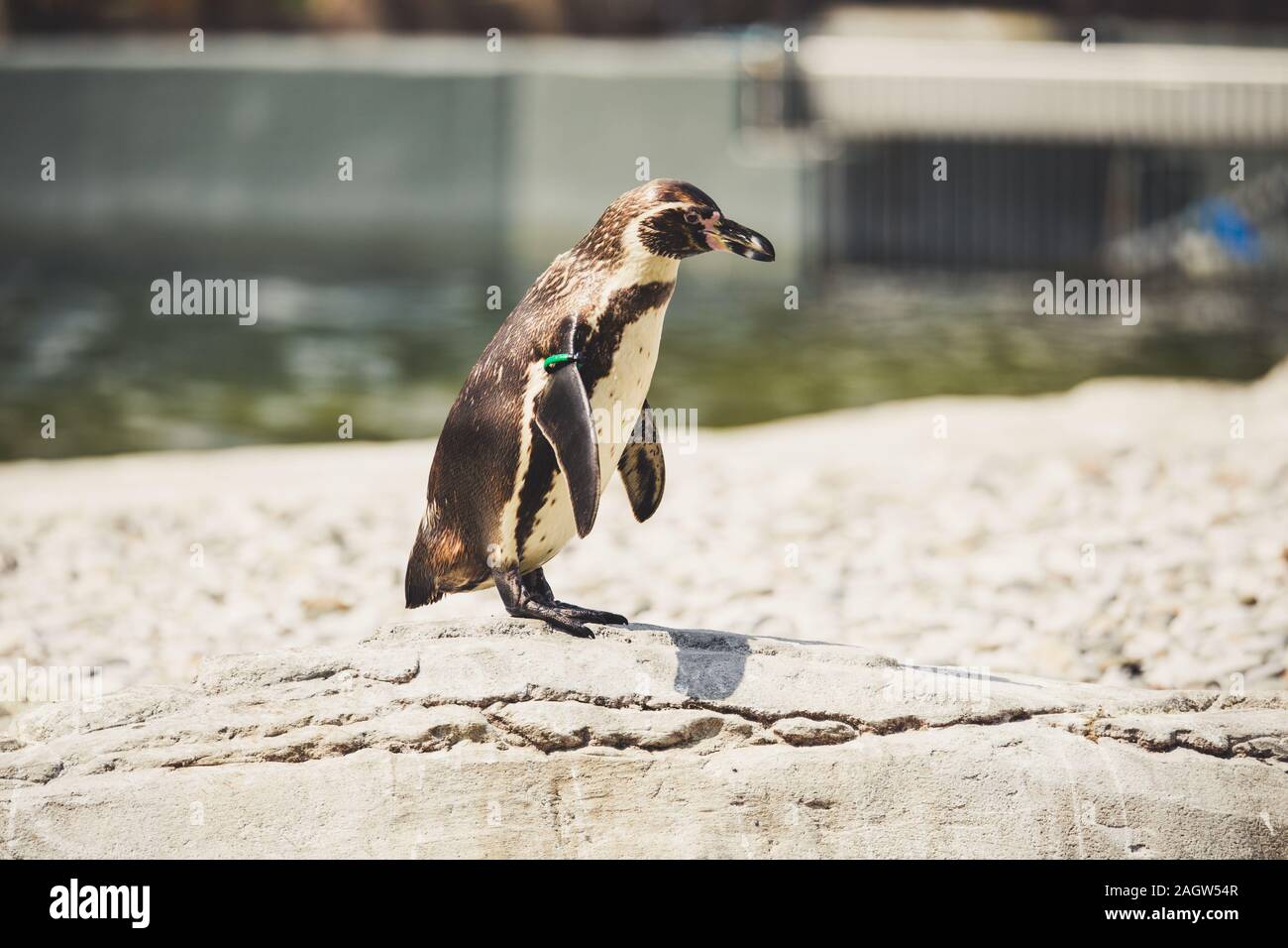 Humboldt penguins at chester zoo 2019 Stock Photo - Alamy