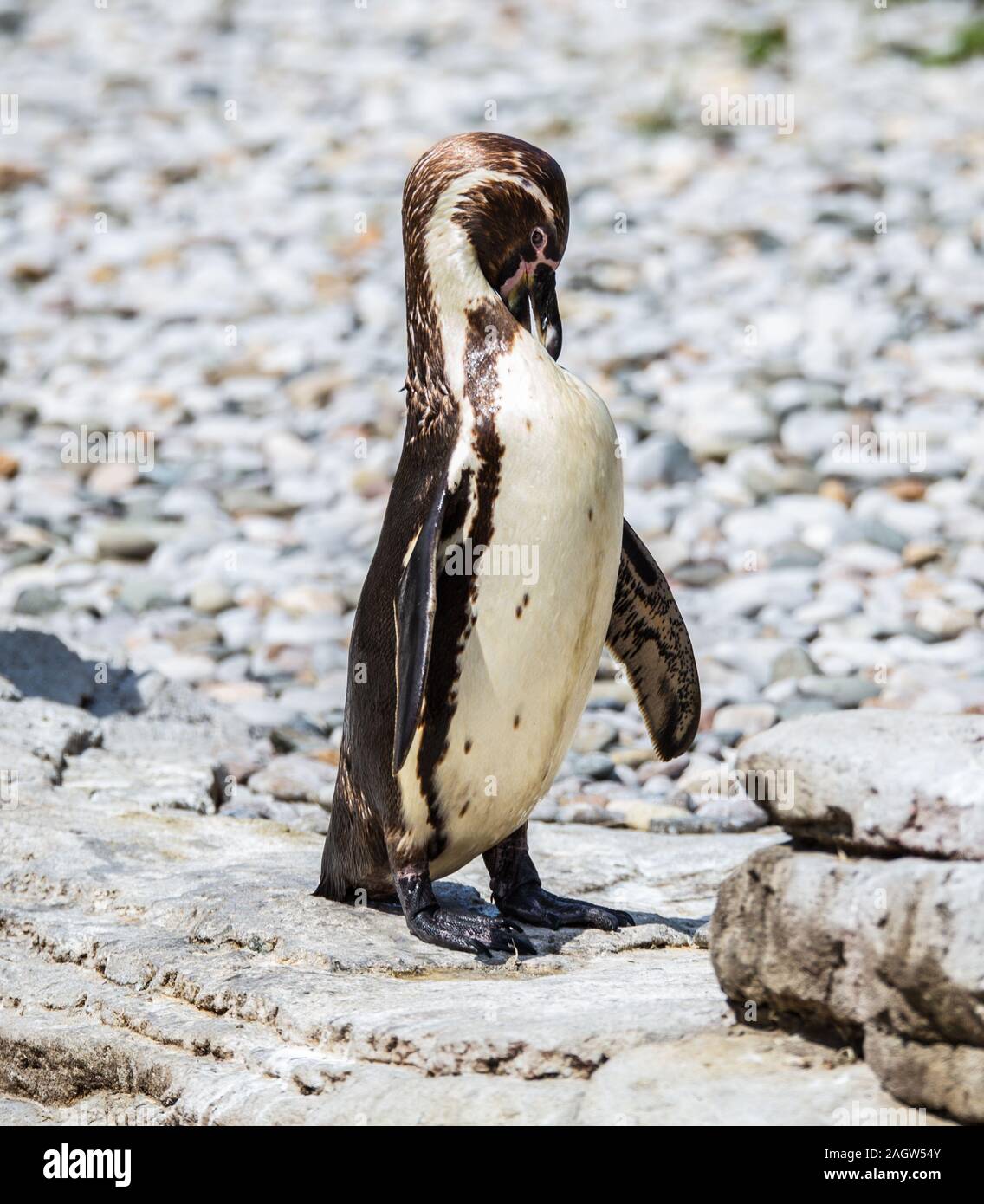 Humboldt penguins at chester zoo 2019 Stock Photo - Alamy