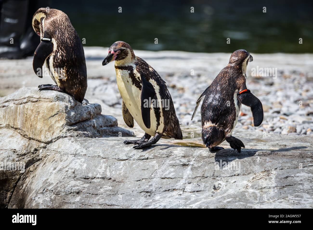 Humboldt penguins at chester zoo 2019 Stock Photo - Alamy