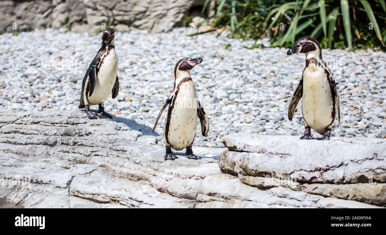Humboldt penguins at chester zoo 2019 Stock Photo - Alamy