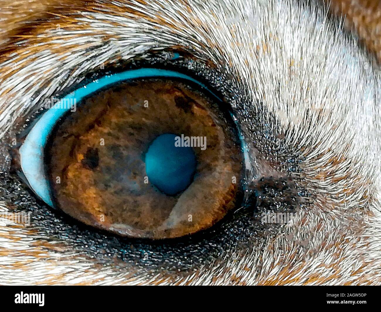 A super closeup photo of a Miniature Dachshund eye Stock Photo Alamy