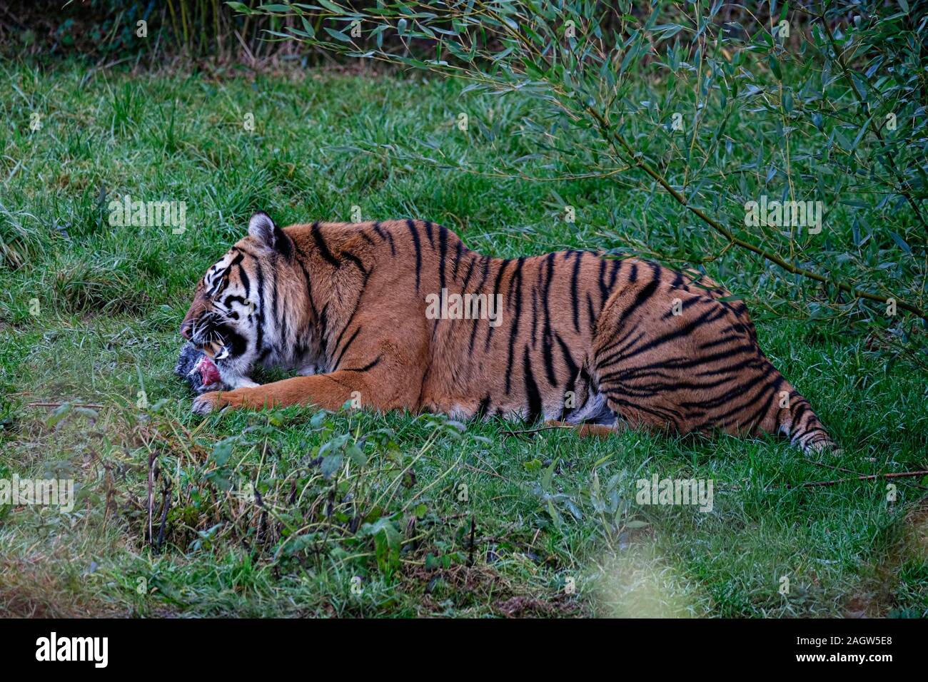 A 4K ultra HD mobile wallpaper showcasing a regal and magnificent Bengal  Tiger, camouflaged in the tall grasses of its natural habitat, its piercing  eyes revealing its predatory nature