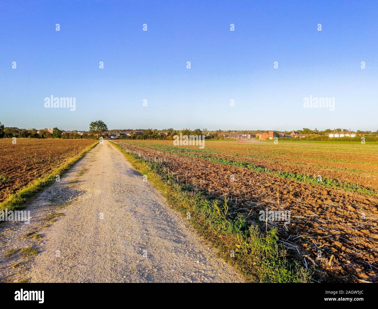 A lovely summer's evening on flat British countryside land, open fields with grass and ploughed land as the sun sets in the background. Stock Photo