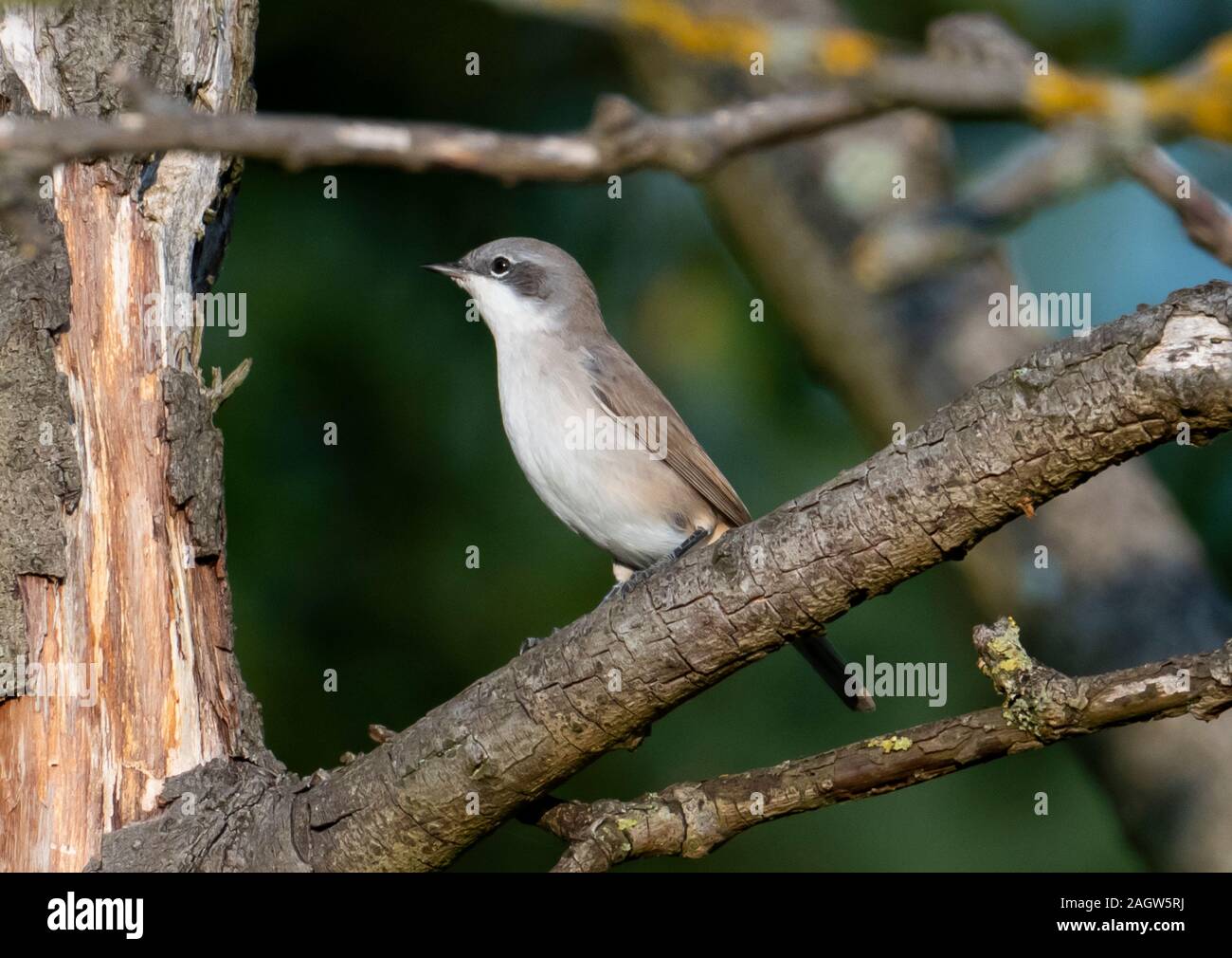 Bird on the tree Stock Photo