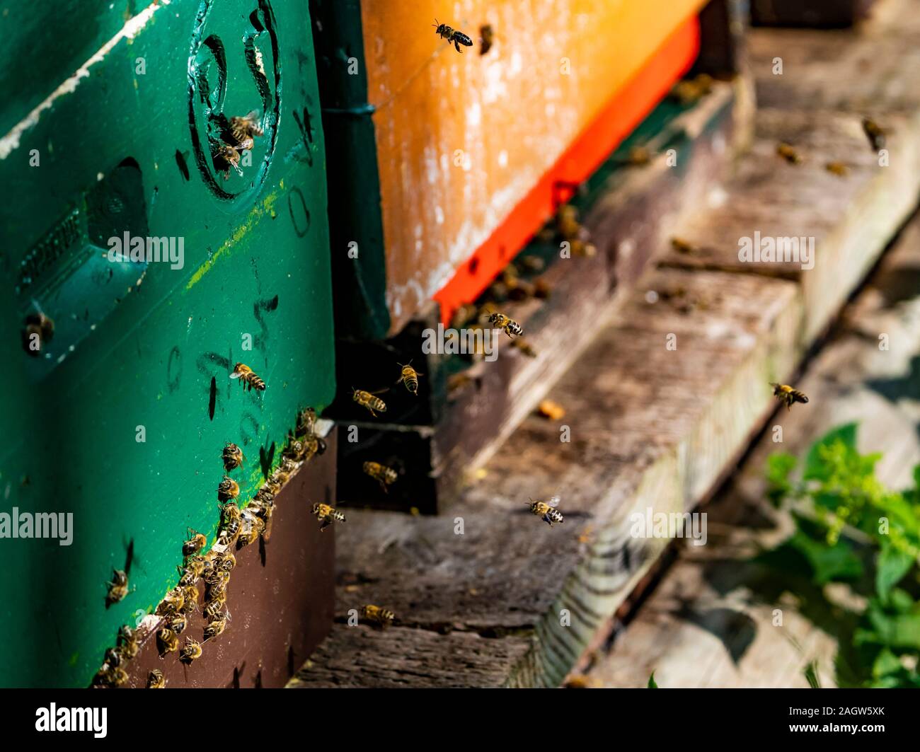 Bienen Stock Photo