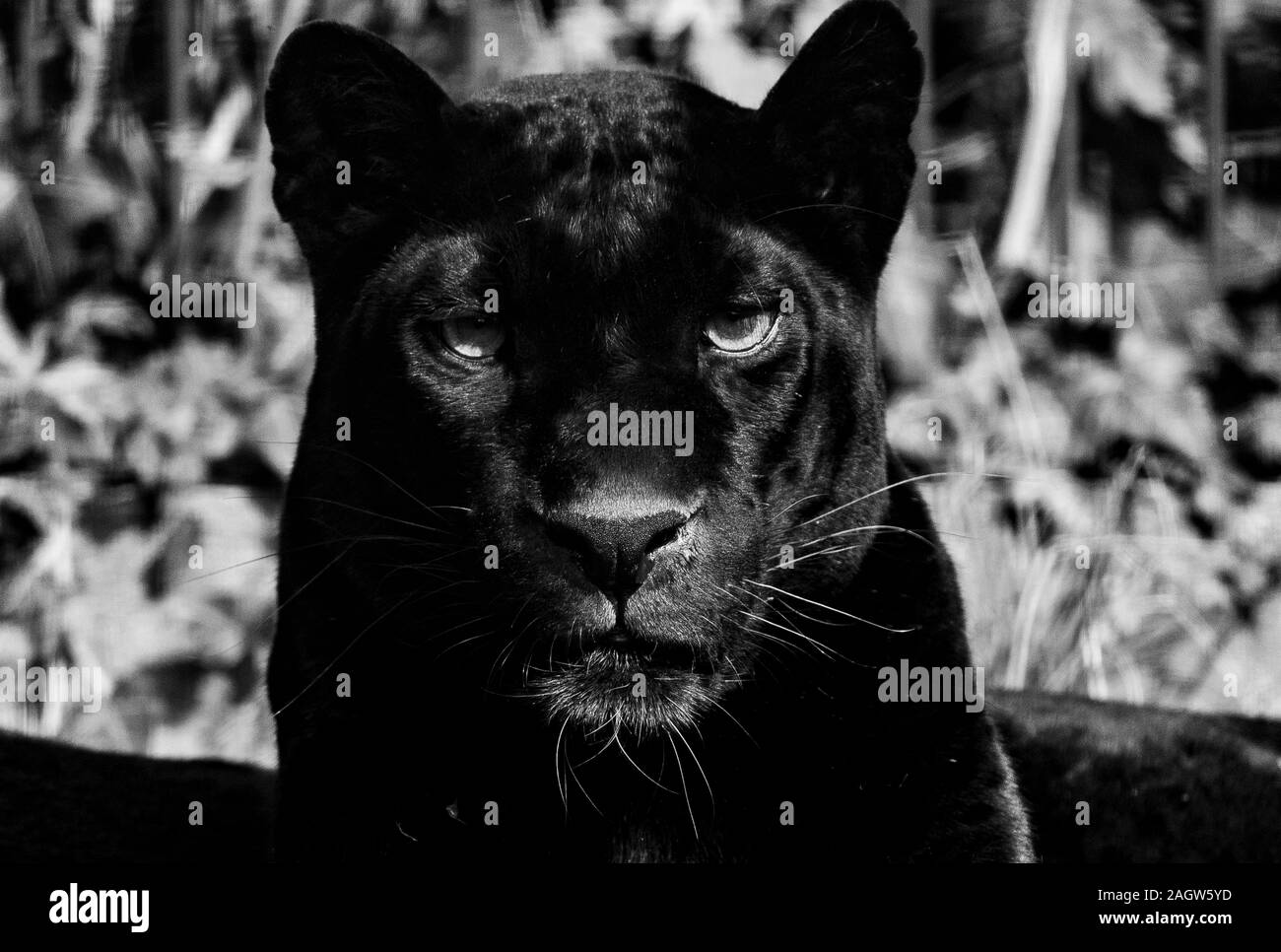 Black Panther Stock Photo
